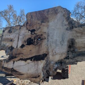 S019-8 Large Silver Maple Live-Edge Slab ** Call For Sales & Shipping **